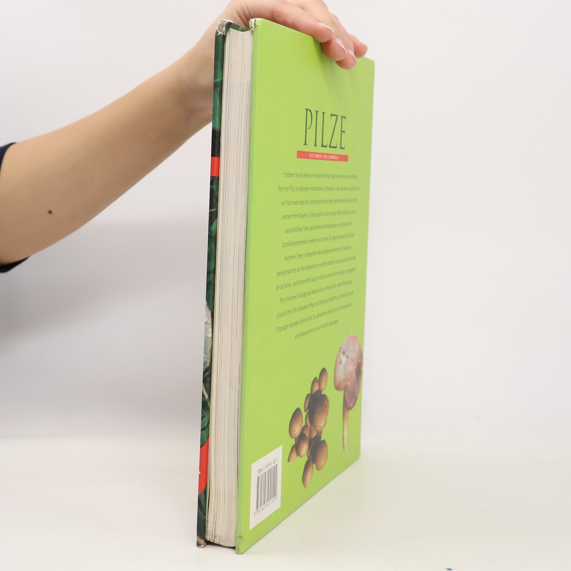 Till R. Lohmeyer Pilze
