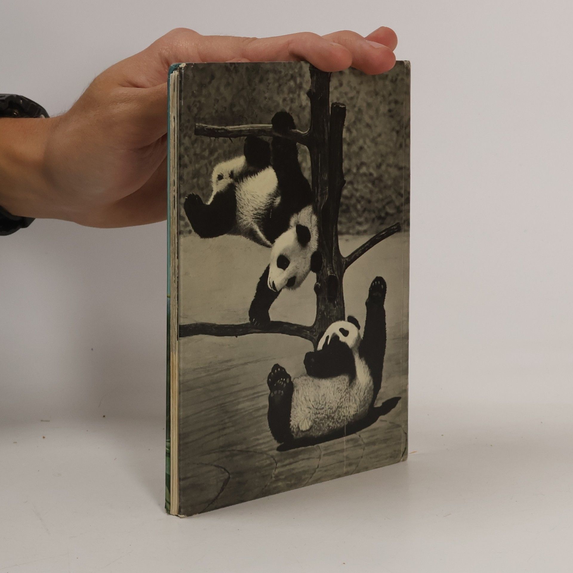 Autorenkollektiv Pandi und Panda
