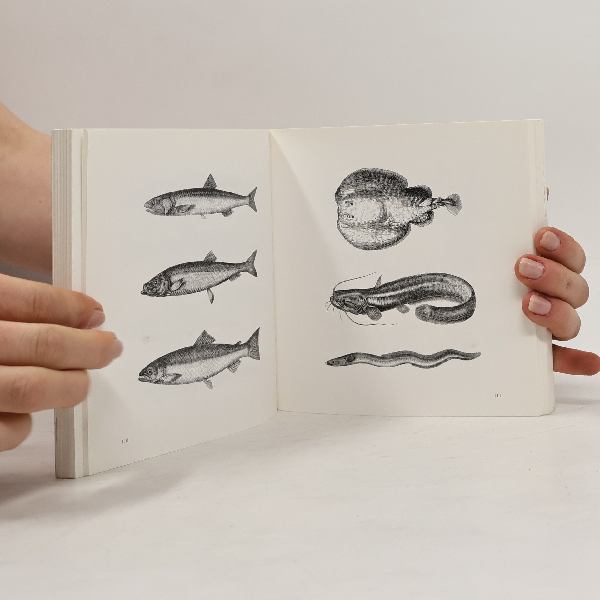 Collectif d'auteurs Menu designs