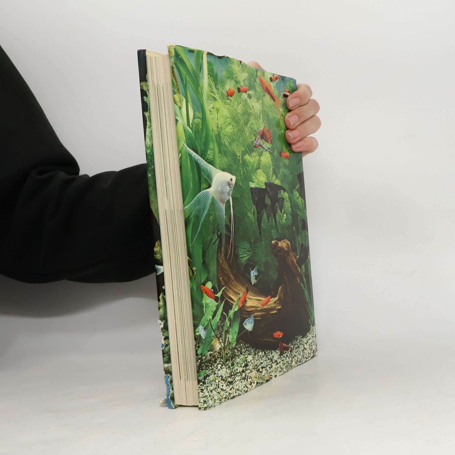 Giuseppe Mazza Das neue Aquarienbuch der Süss- und Salzwasserfische