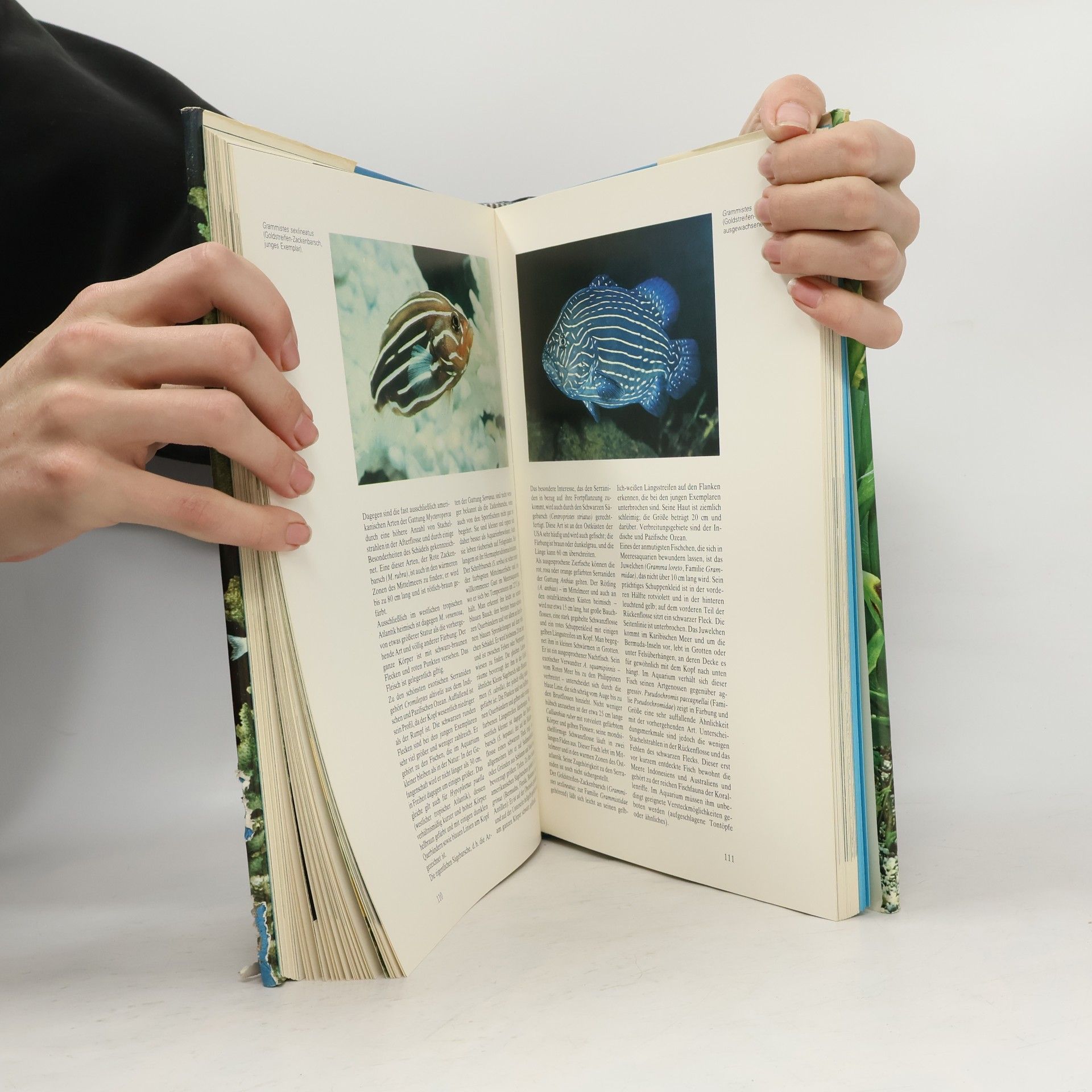 Giuseppe Mazza Das neue Aquarienbuch der Süss- und Salzwasserfische