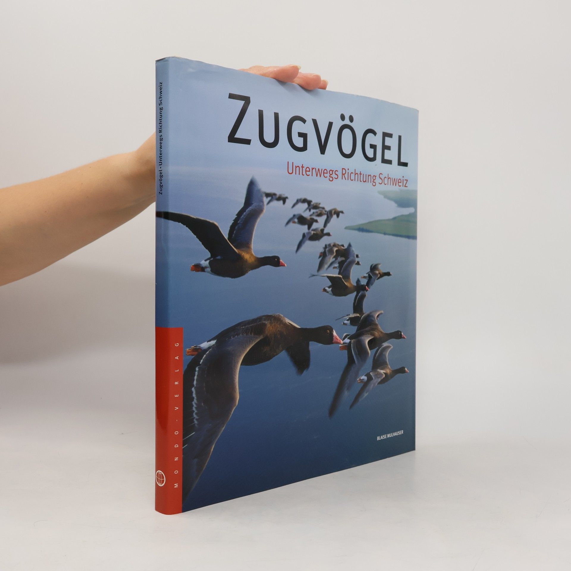 Zugvögel - unterwegs Richtung Schweiz