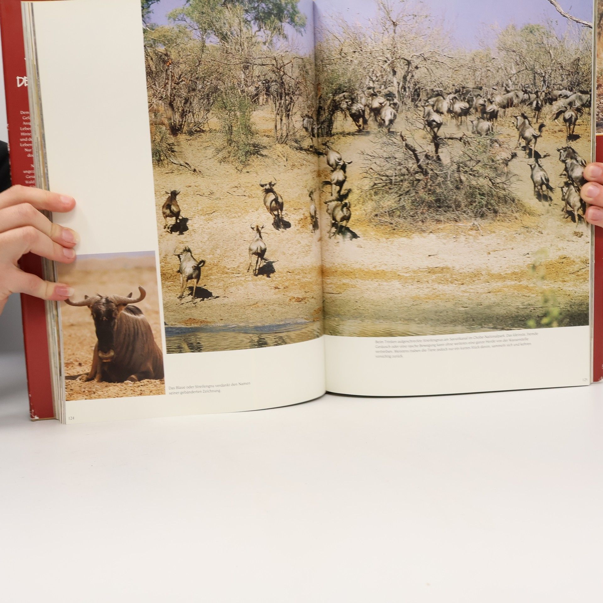 Gerald Cubitt Portraits of the Wild
