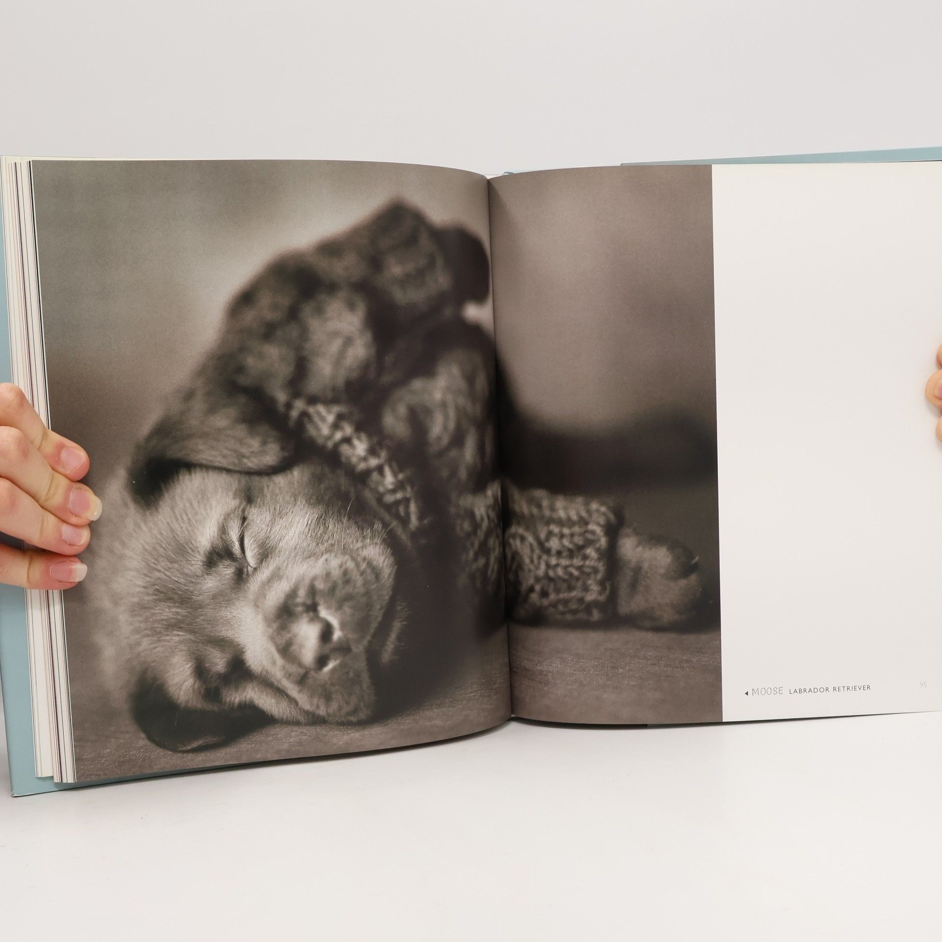Rachael McKenna SNOG: A Puppy's Guide to Love
