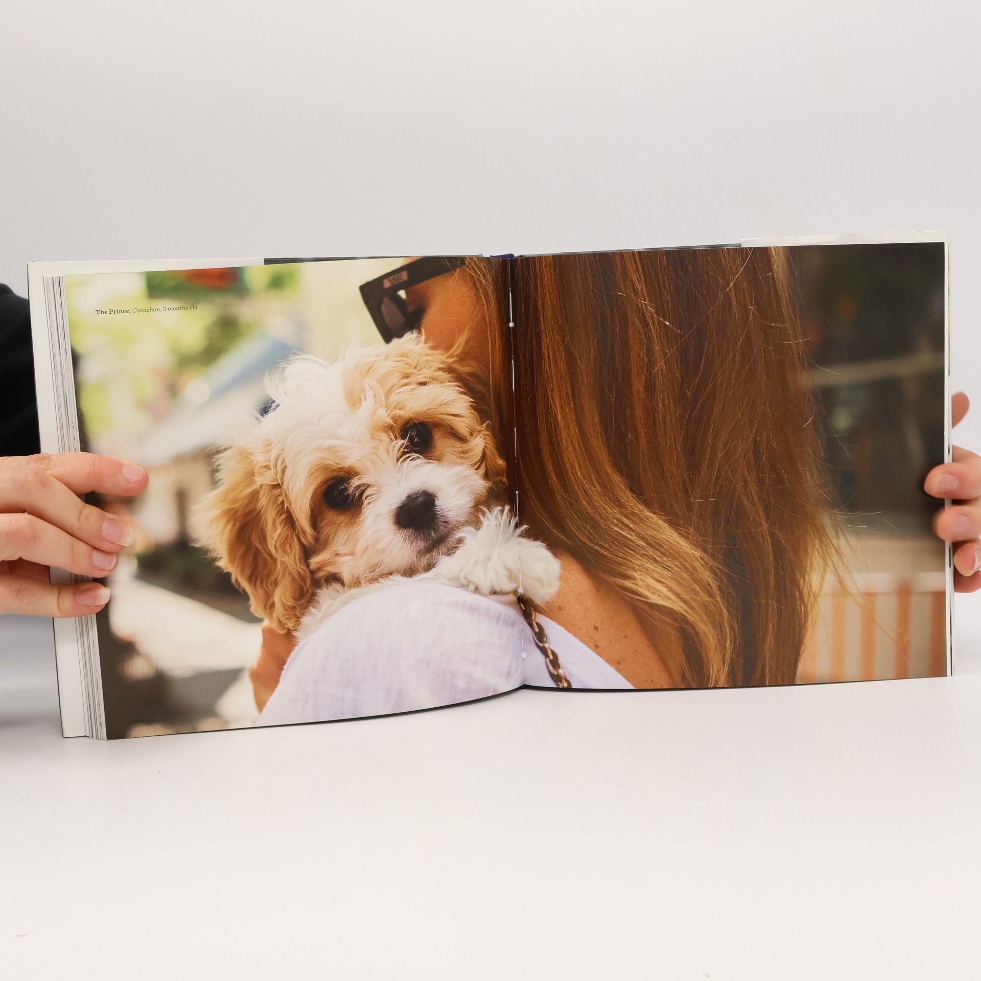Elias Weiss Friedman The Dogist Puppies