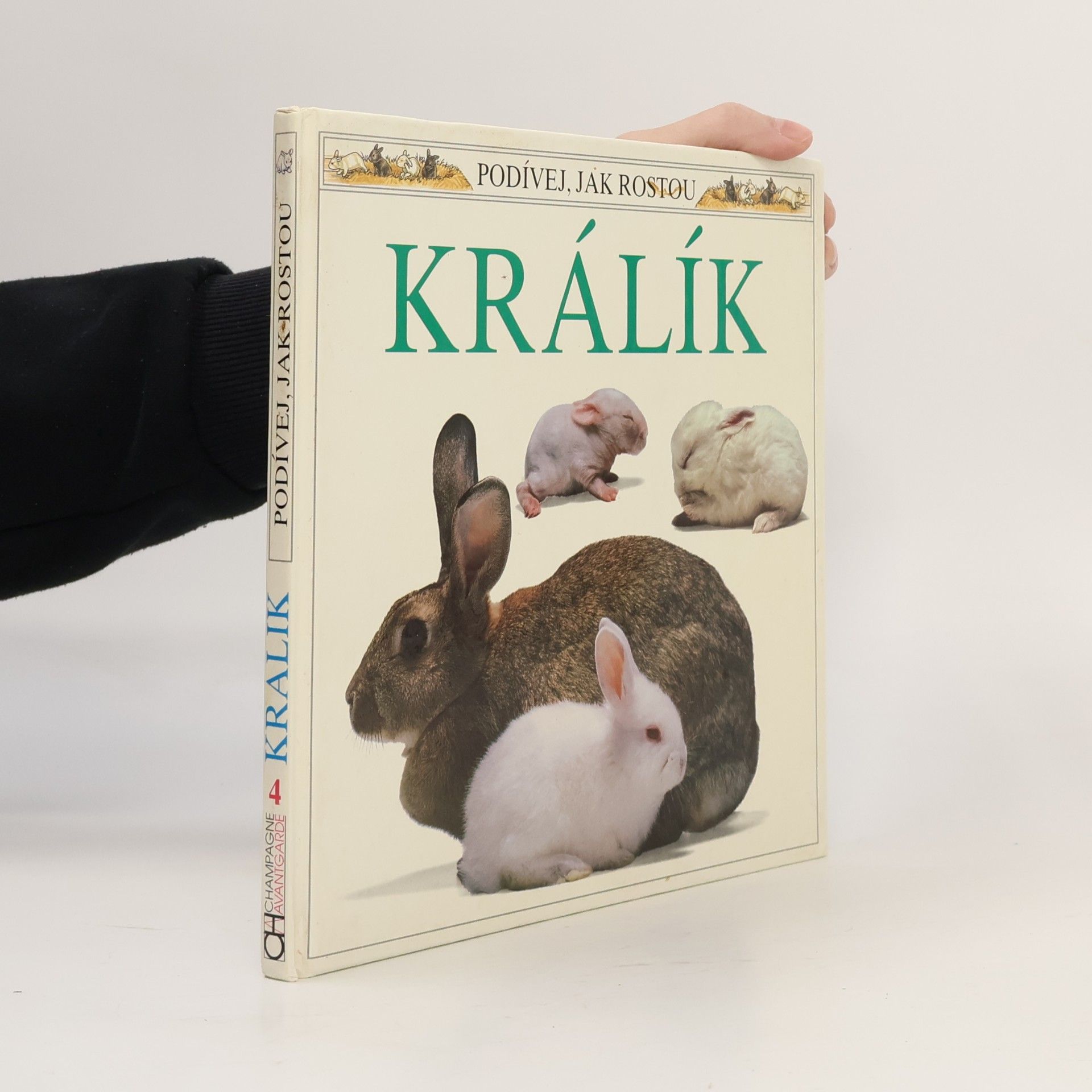 Králík