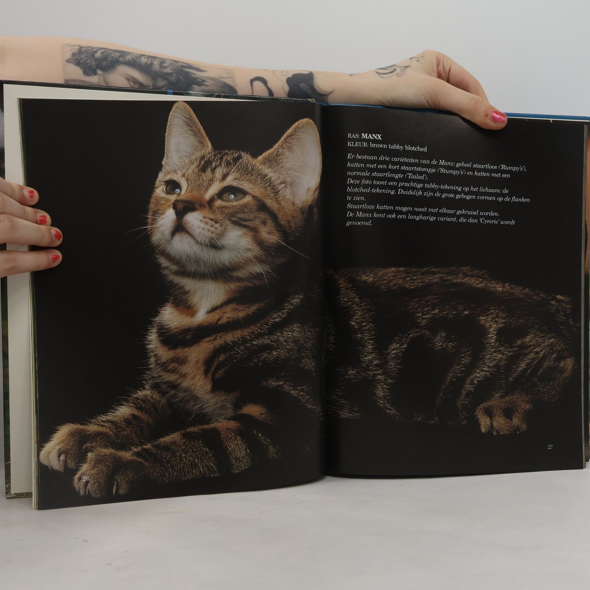 K. de Bruin-Hogesteger Het grote katten fotoboek