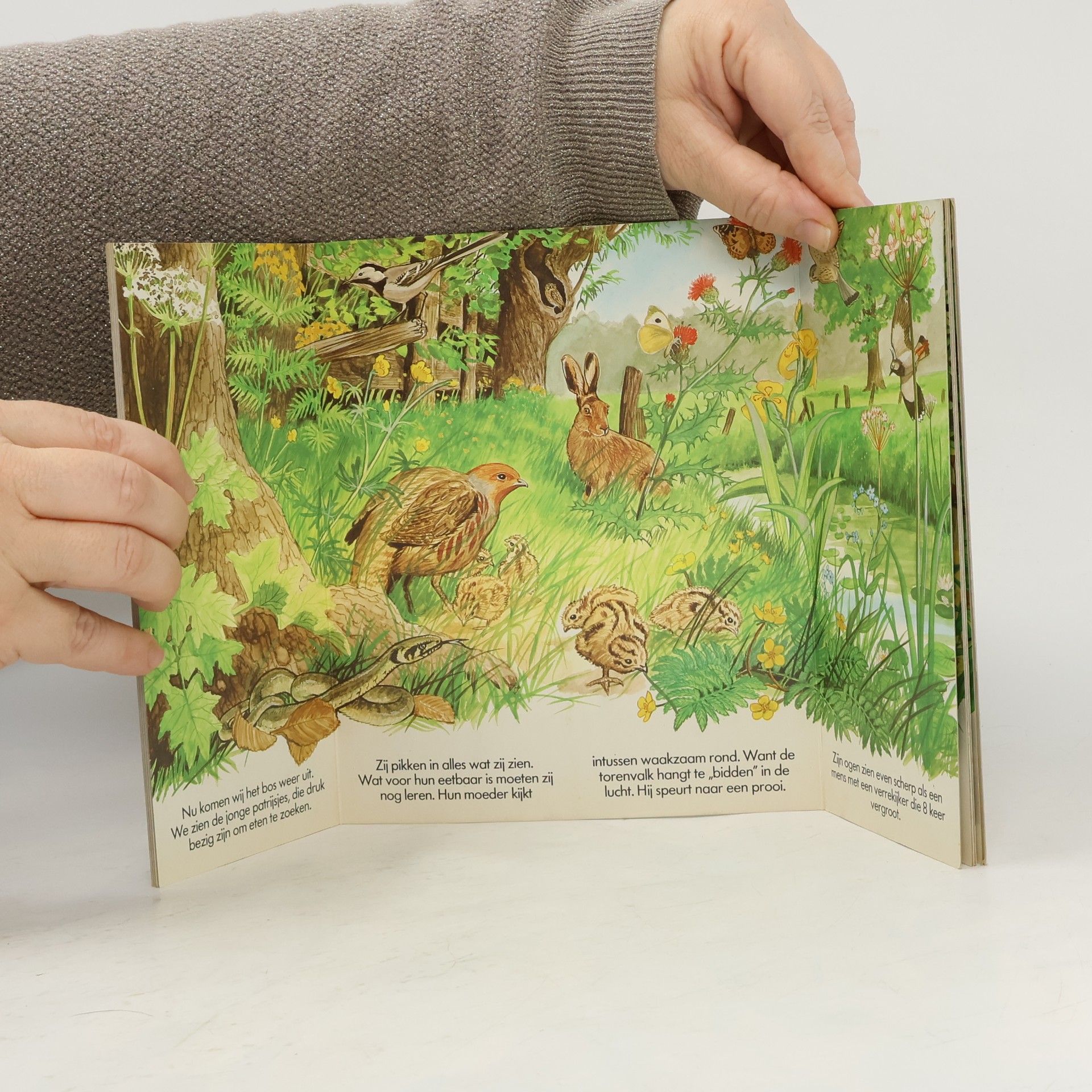 Hans Michielsen Bladeren in het bos