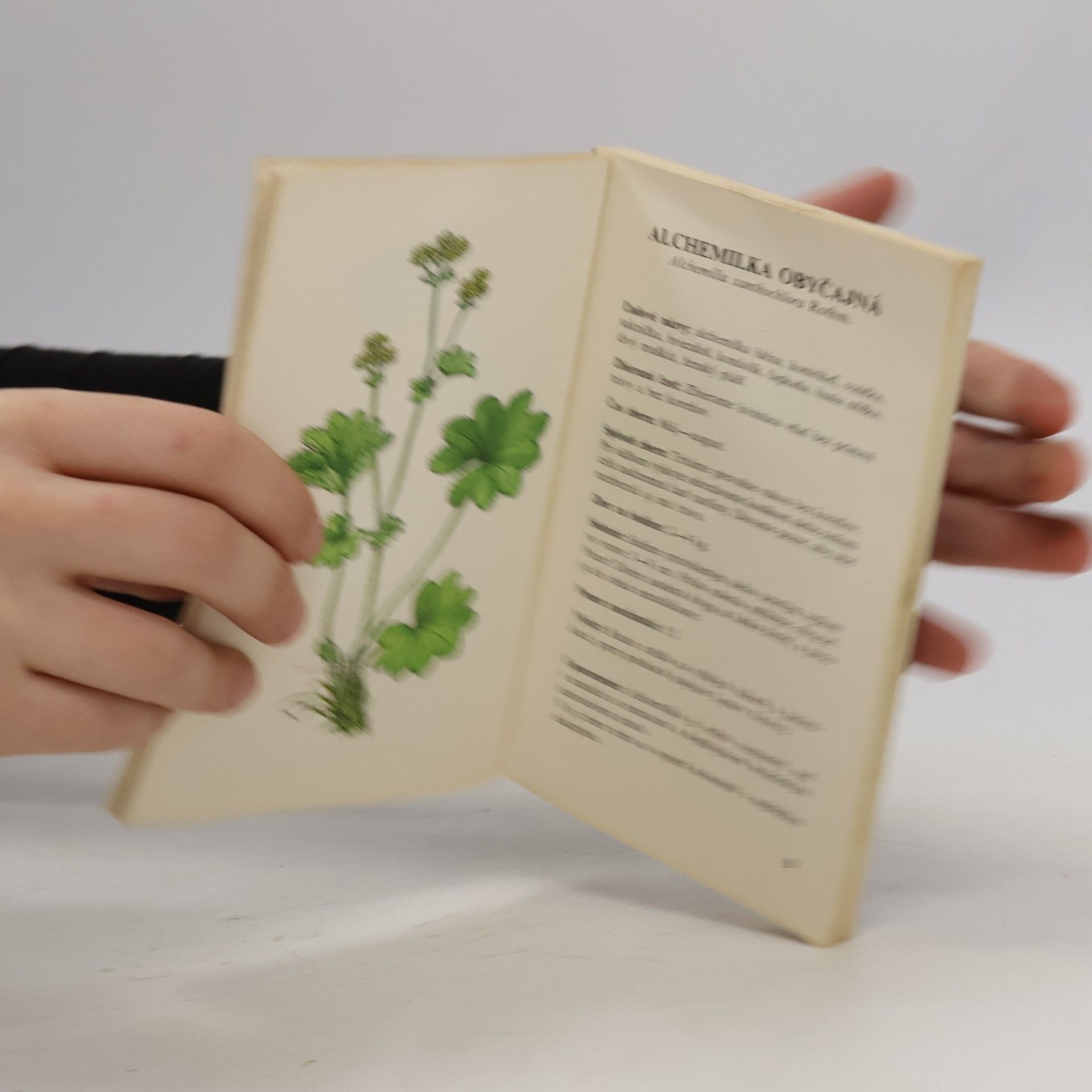 Various authors Malý herbár liečivých rastlin