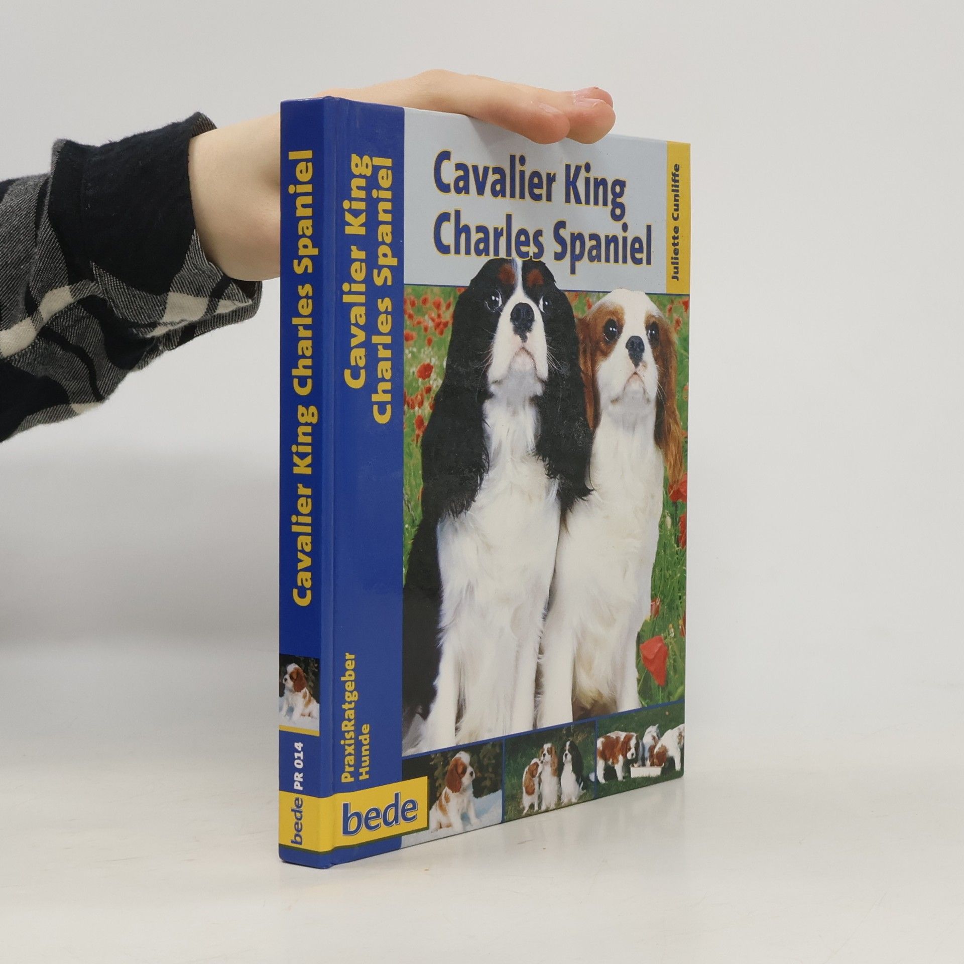 Cavalier King Charles Spaniel