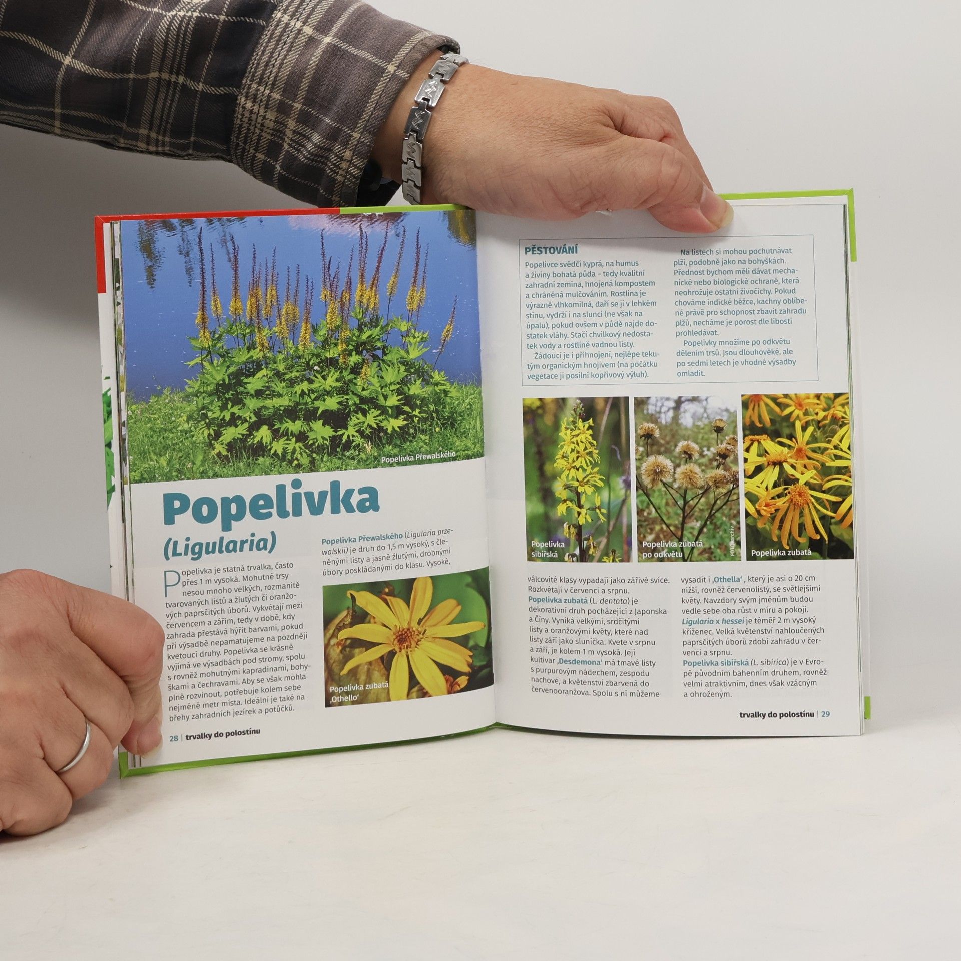 Jana Bucharová Květiny našich babiček 4
