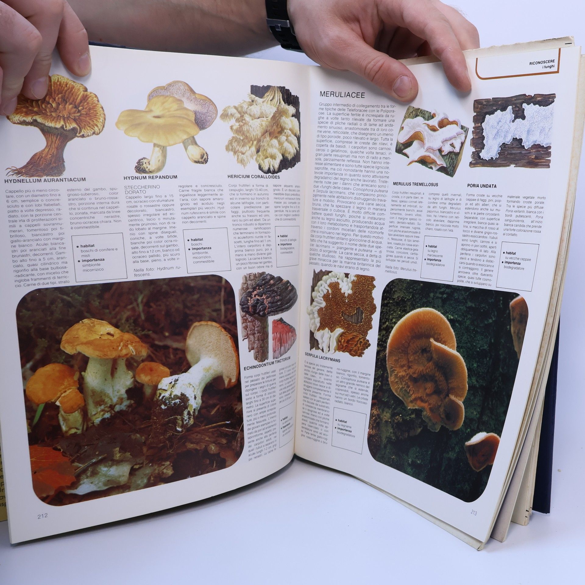 Various authors GRANDE ENCICLOPEDIA FABBRI DELLA NATURA 11
