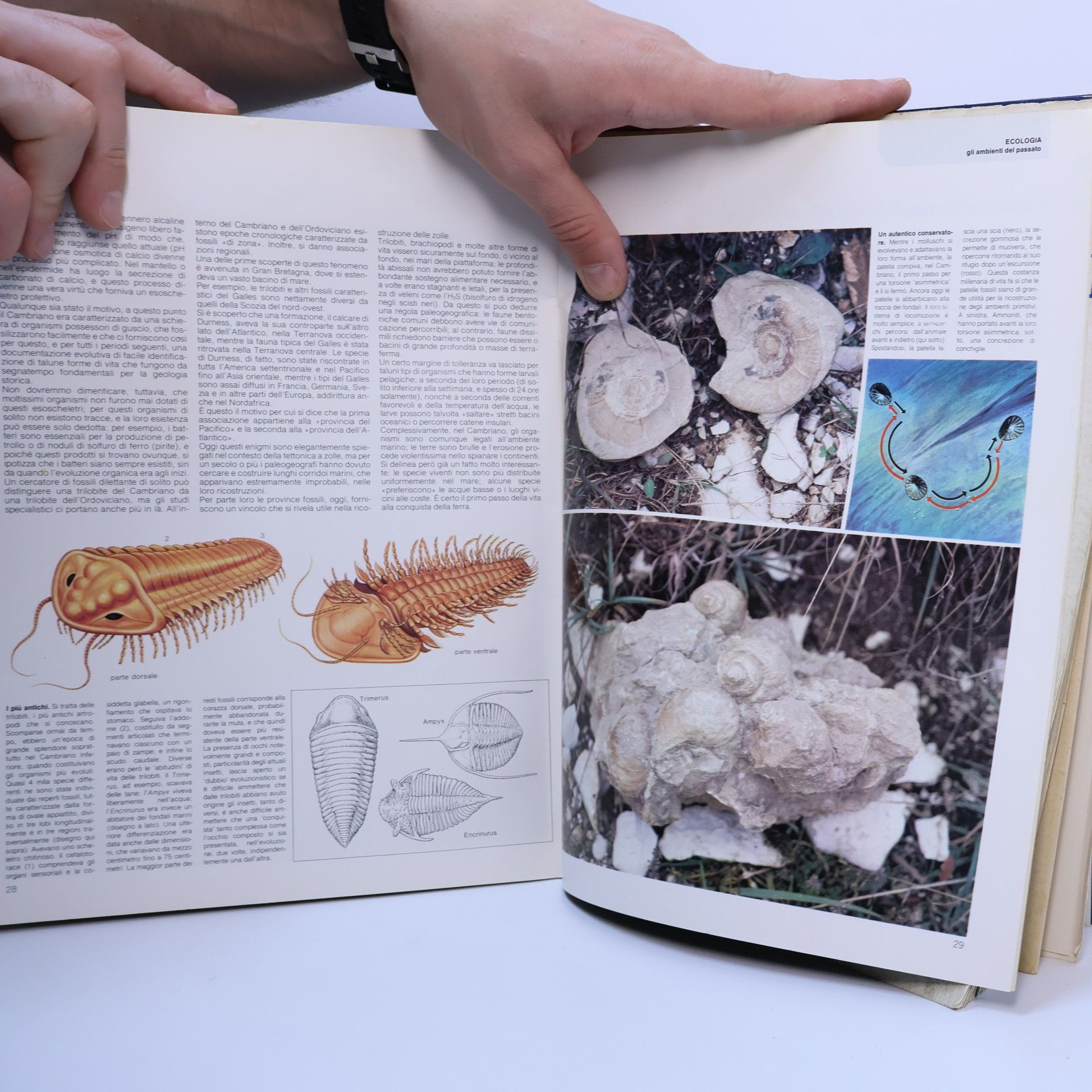 Various authors Grande Enciclopedia Fabbri della Natura 8