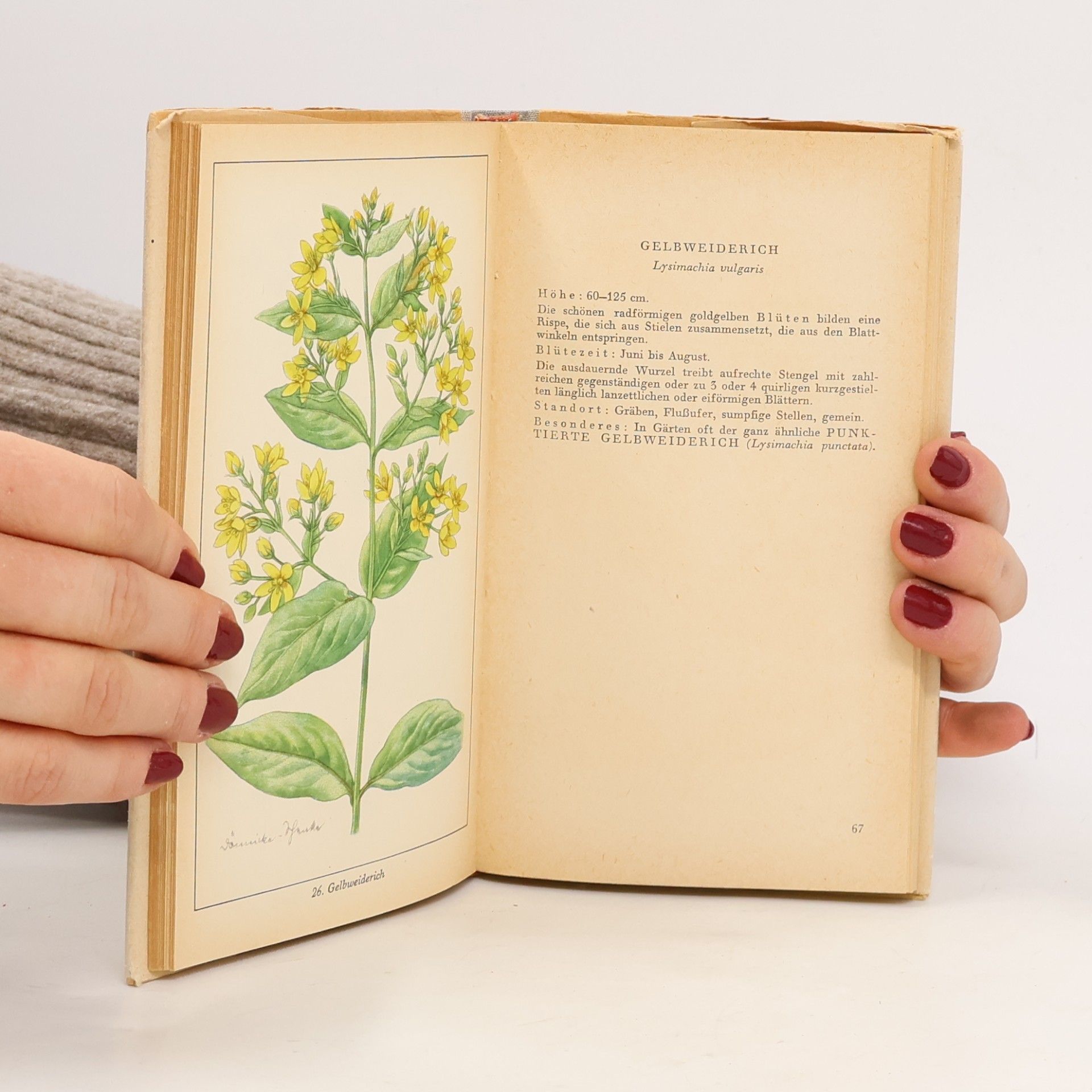 Fritz Koch TASCHENBUCH DER HEIMISCHEN BLUMEN 3