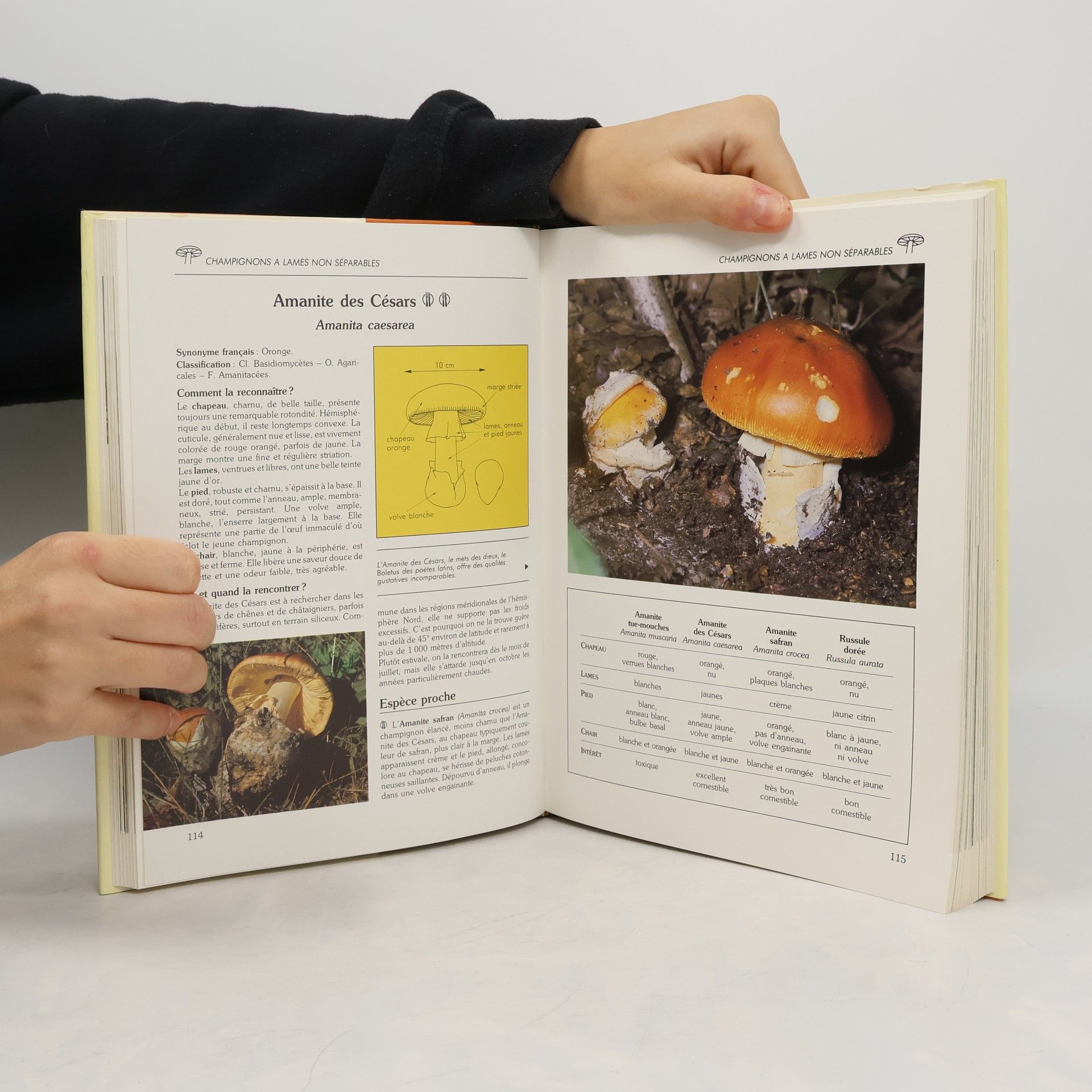 Jean- Louis Lamaison Le Livre des Champignons