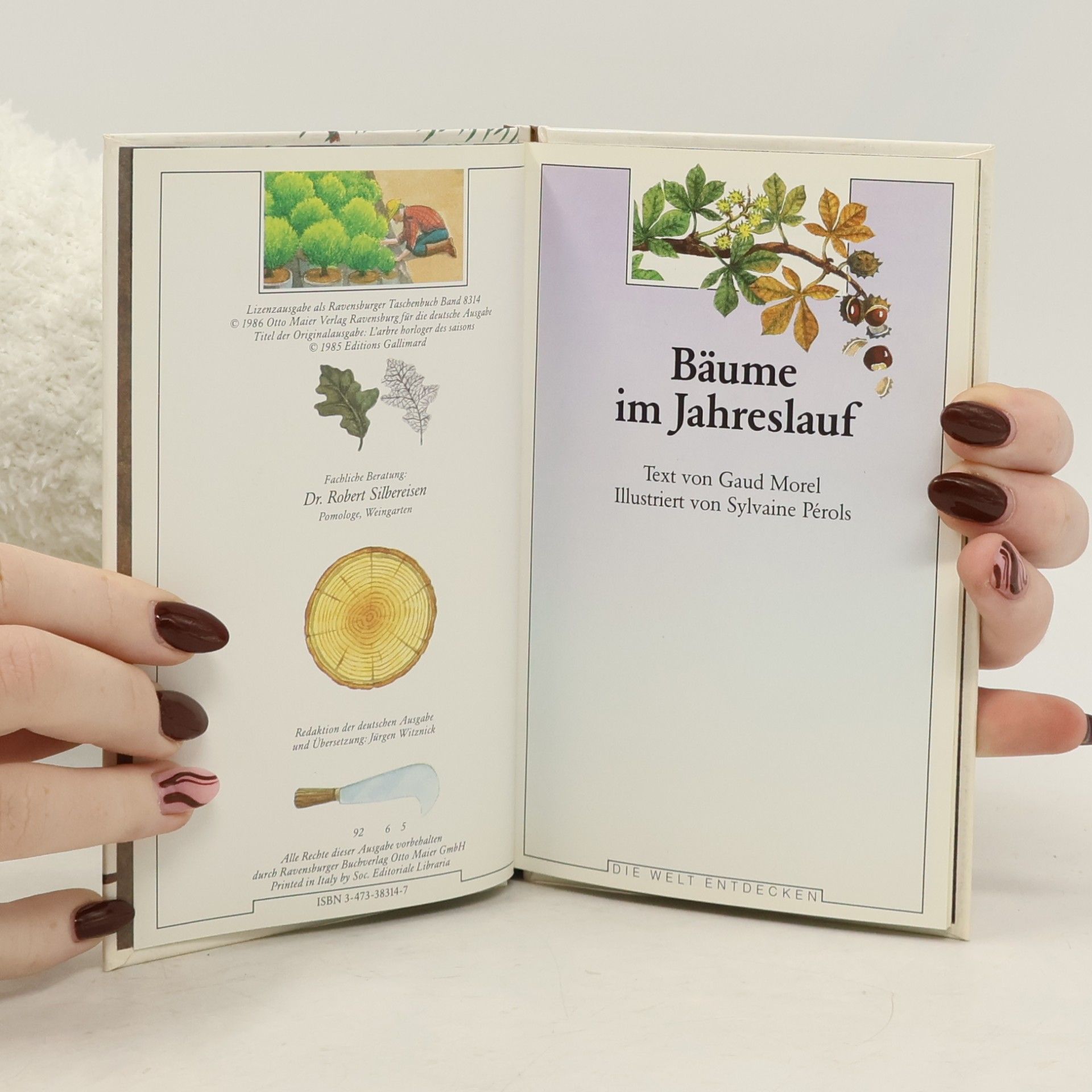Gaud Morel Bäume im Jahreslauf
