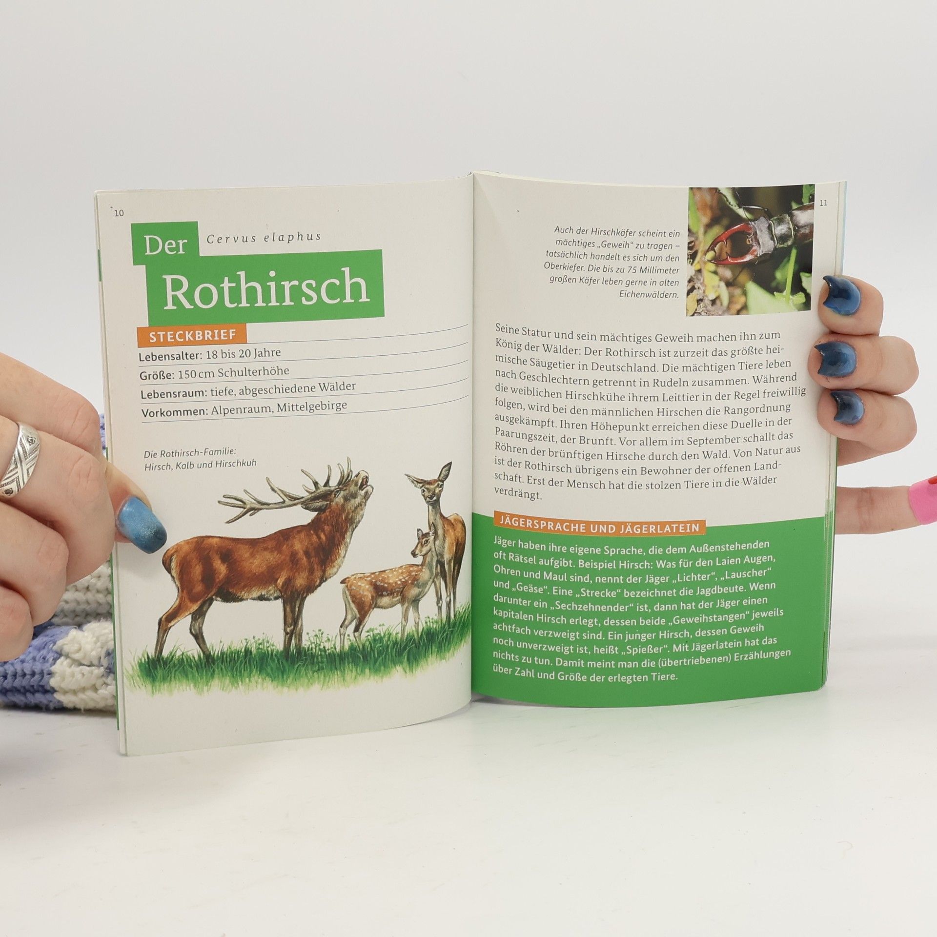 Autorenkollektiv Entdecke den Wald. Die kleine Waldfibel