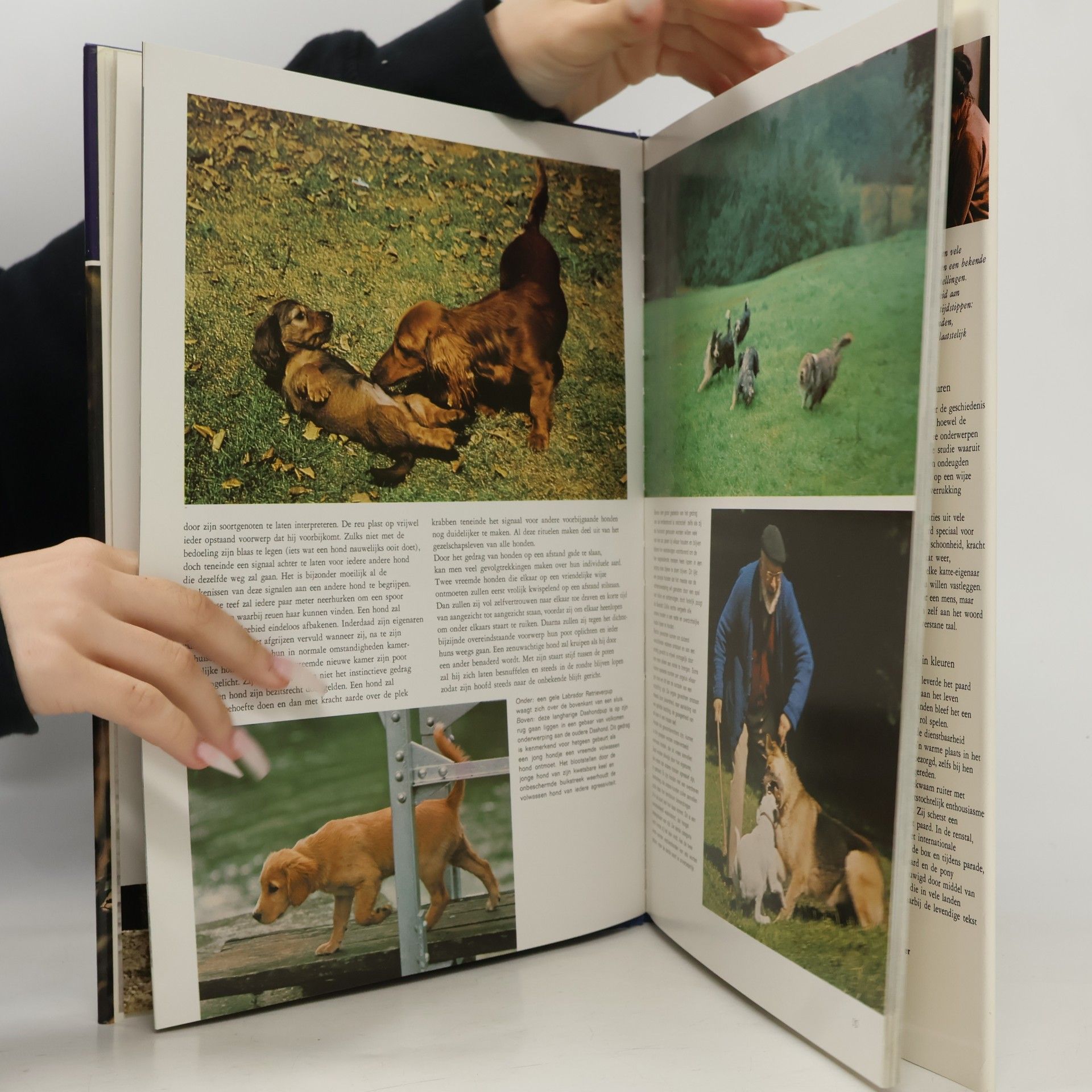 Wendy Boorer Hondeboek in kleuren