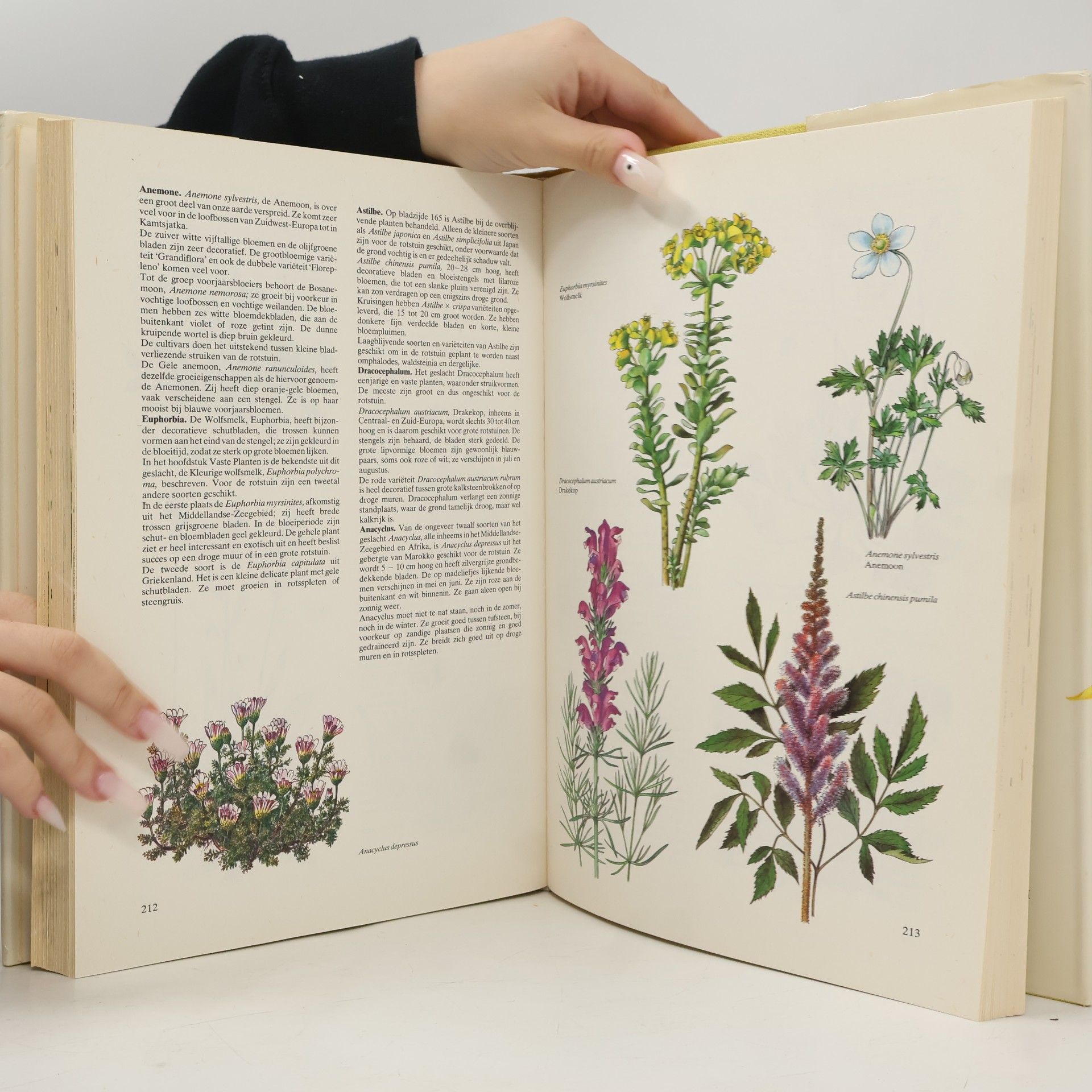František Severa Het grote bloemenboek in kleur