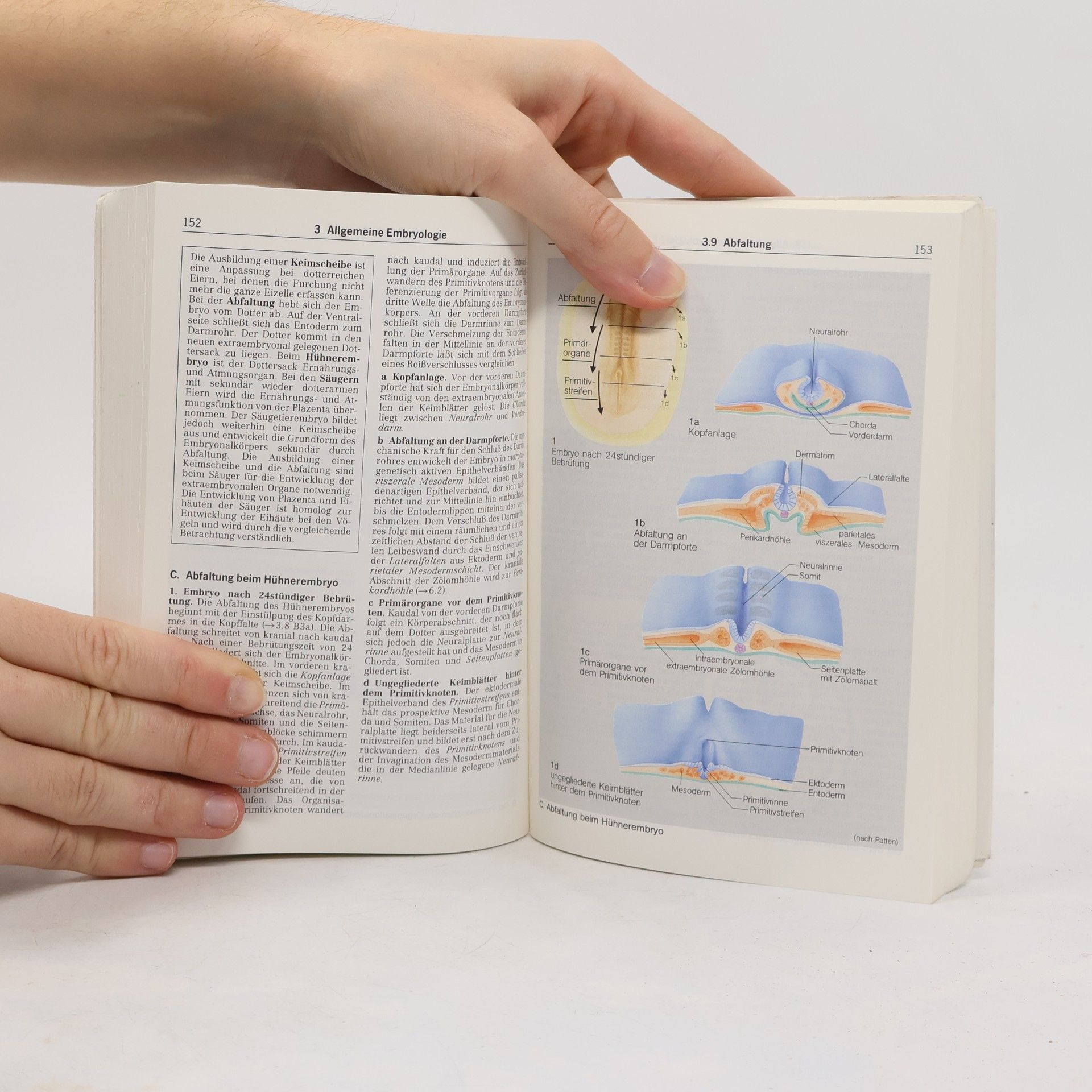 Rüdiger Gay Taschenatlas der Embryologie - 2., unveränderte Auflage