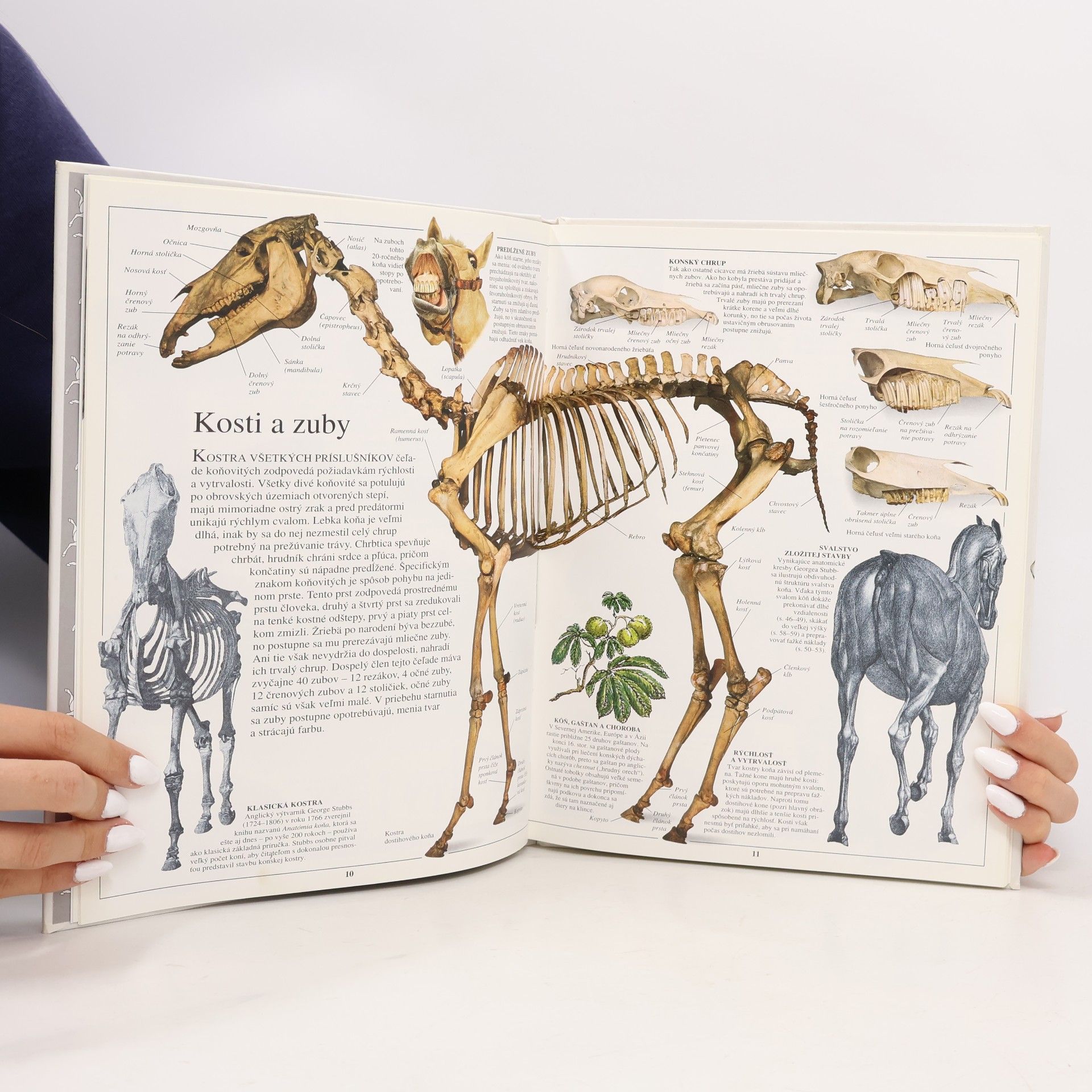 Juliet Clutton-Brock Kone