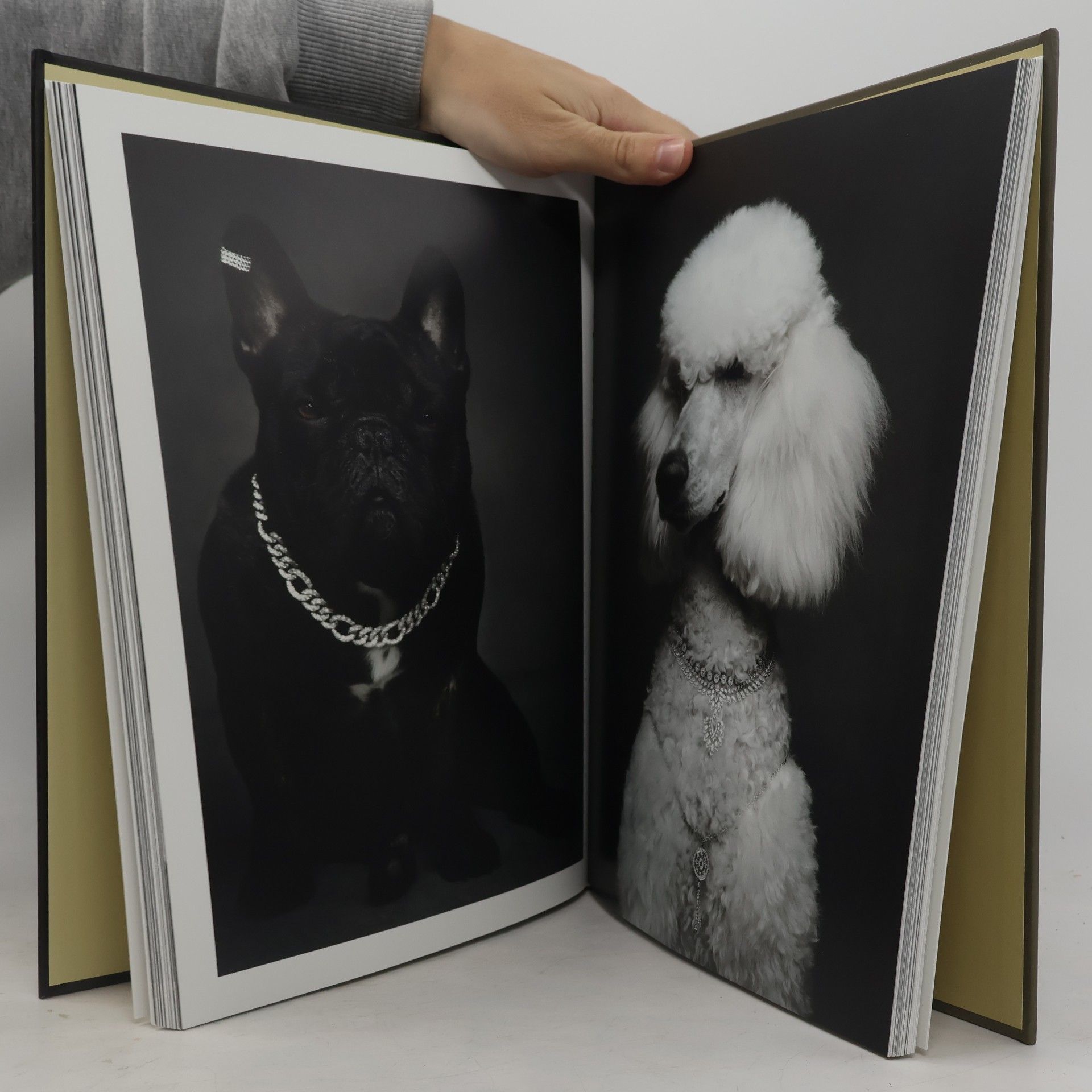 Vincent Lagrange The dogs: Human animals