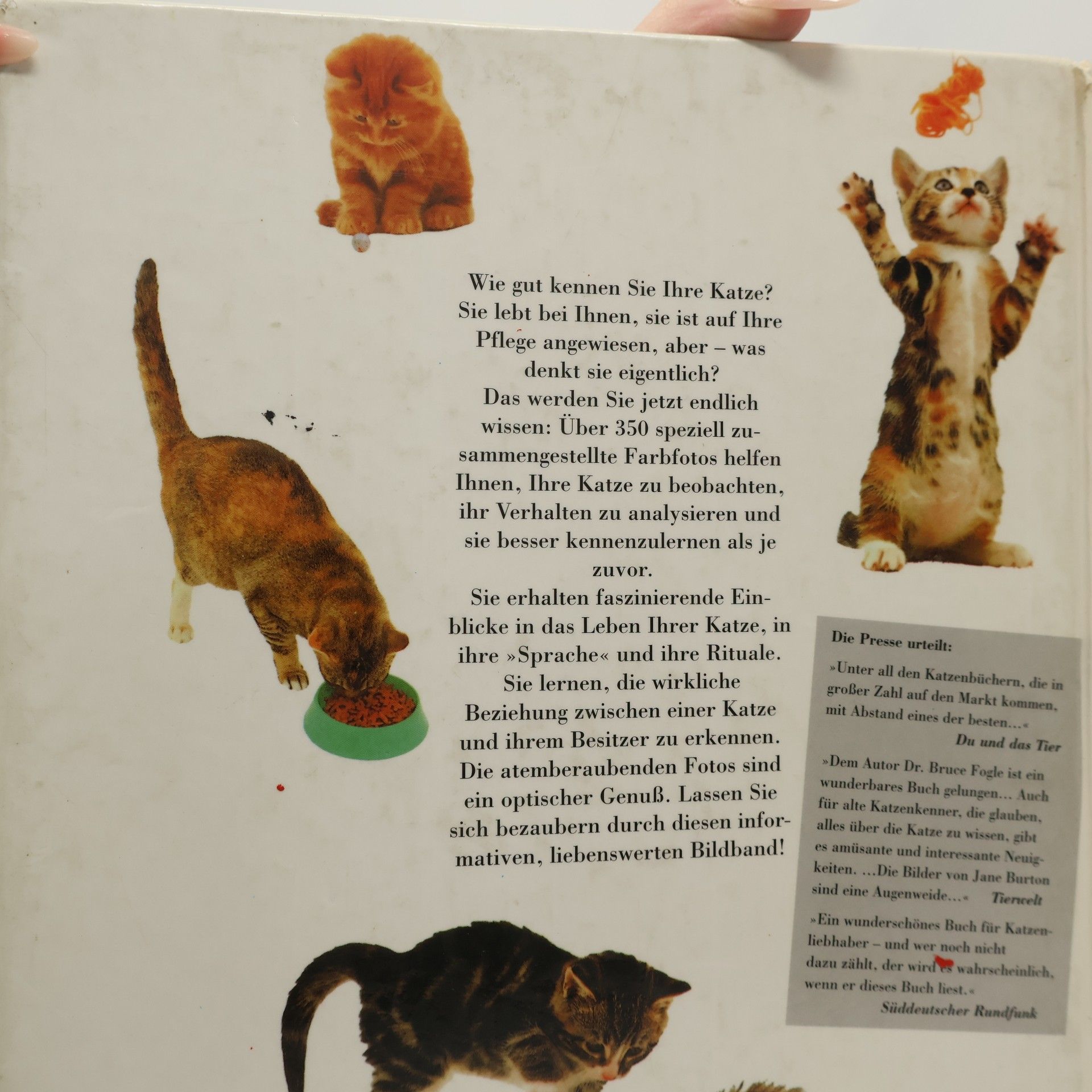 Bruce Folge Katzen kennen und verstehen
