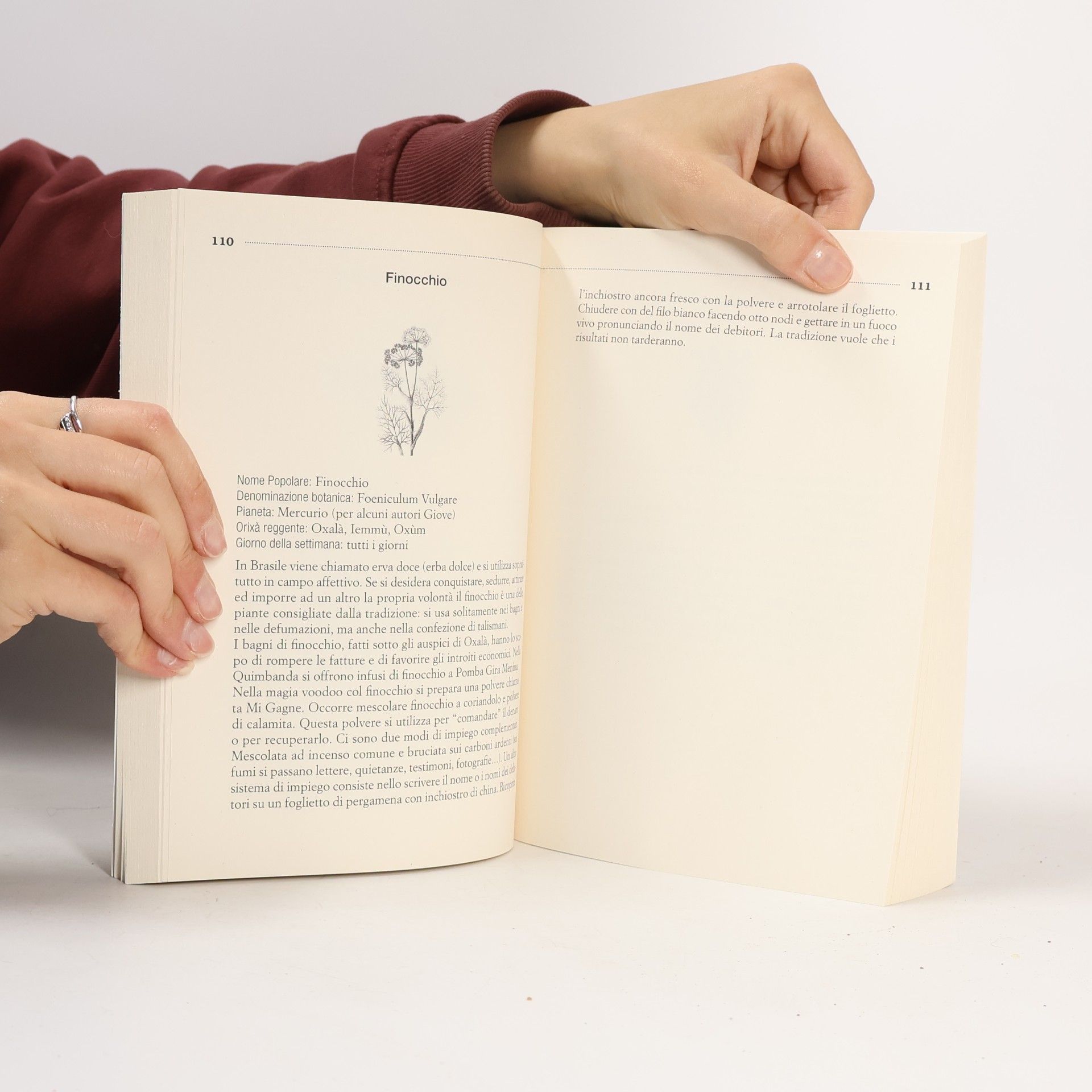Andrea Bocchi Modrone Botanica magica & il libro della Mandragora