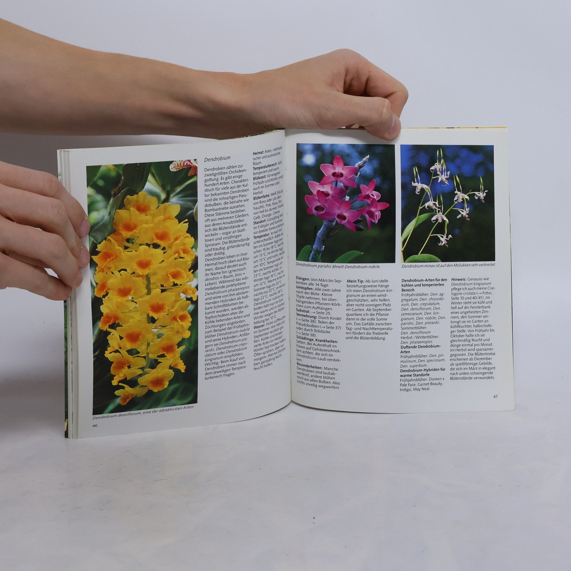 Halina Heitz Orchideen