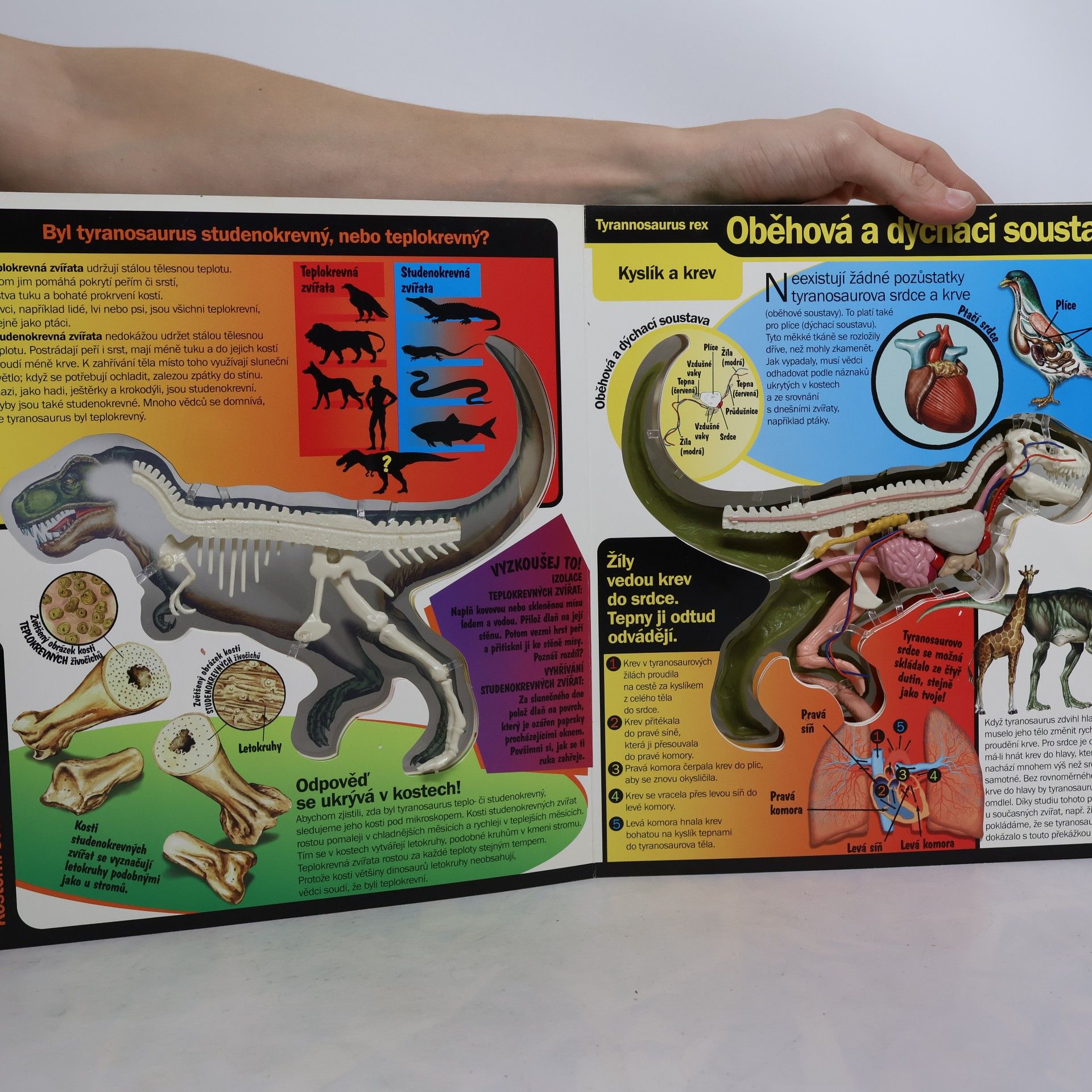 Dennis Schatz Tyrannosaurus Rex 3D