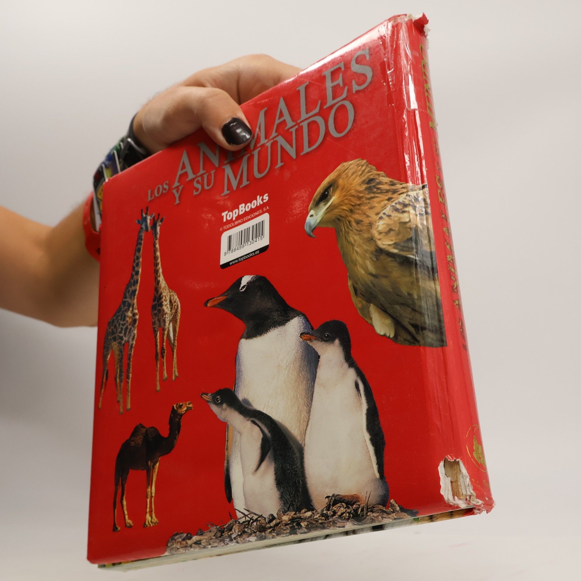 Francesca Chiapponi Los animales y su mundo La Selva