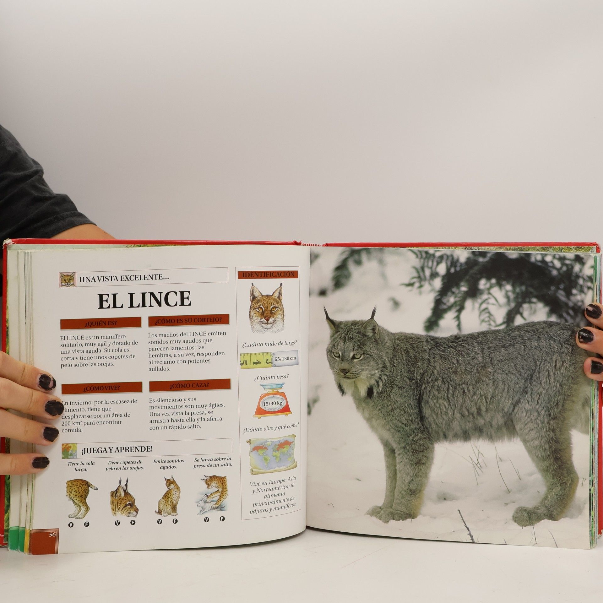 Francesca Chiapponi Los animales y su mundo La Selva