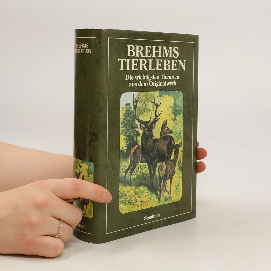 Gefion Stier Brehms Tierleben