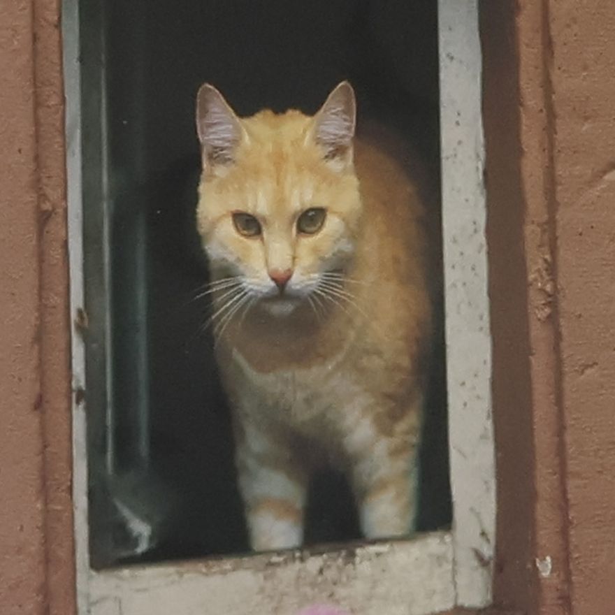 Rosemarie Schär Die Hauskatze