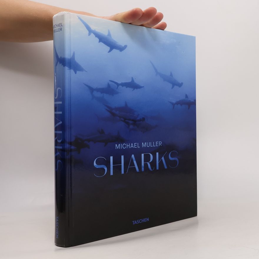 Alison Kock Sharks