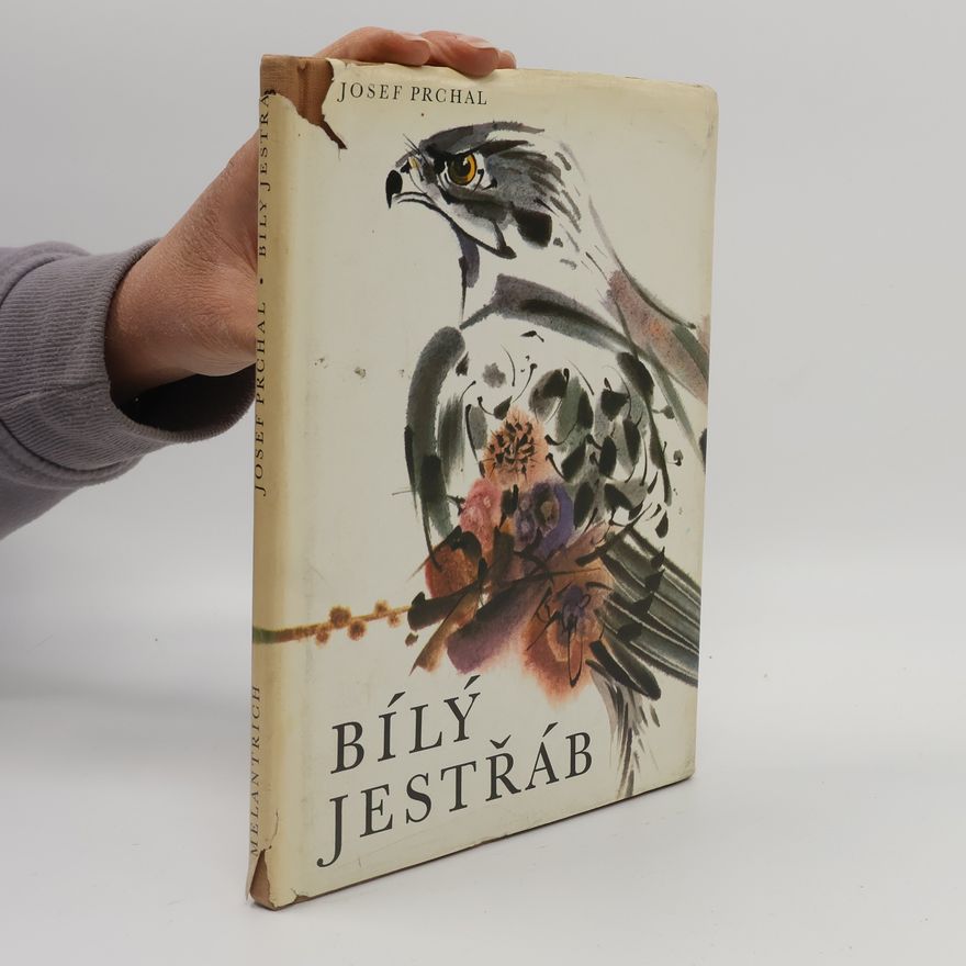 Josef Prchal Bílý jestřáb