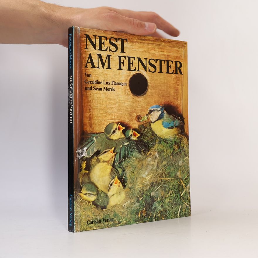 Sean Morris Nest am Fenster
