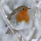 robin